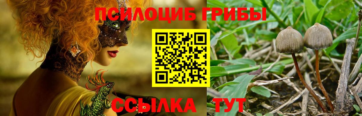 Галлюциногенные грибы Psilocybine cubensis  Вход с VPN  Новозыбков 